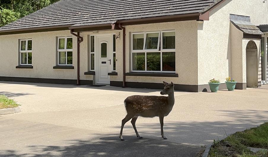 Deer strolling on driveway outside Pinetree Cottage