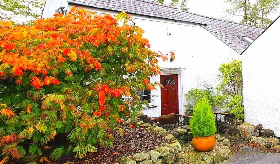 An entrance to a country cottage with a large orange plant and a small potted plant.