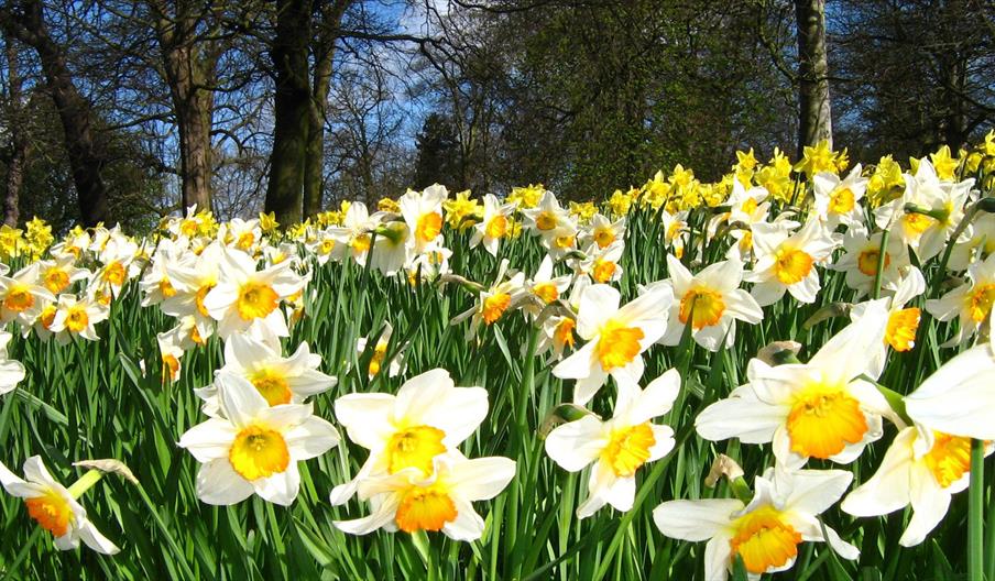 Daffodils in Ormeau Park