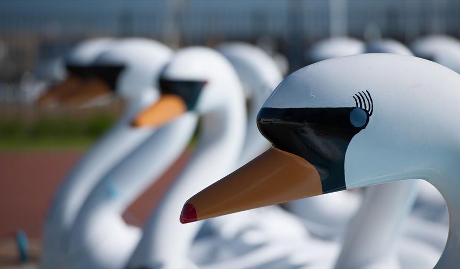 Pickie Fun Park Bangor Swans