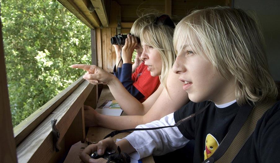 belfast window on wildlife