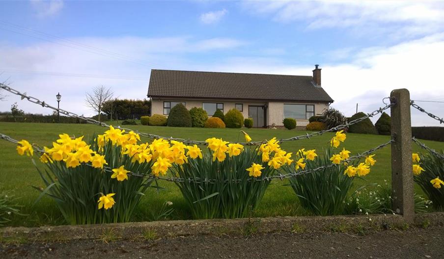 Image shows yellow daffodils planted in the foreground with the lawn and cottage in the background