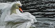Mute swan splashing 1920x1080