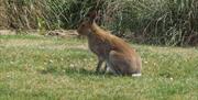 Image is of a hare in a field