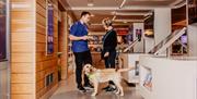 Woman and her guide dog talking to employee at Visit Belfast