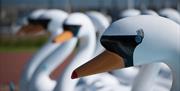 Pickie Fun Park Bangor Swans