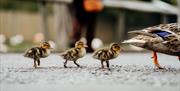 Ducklings 1920x1080